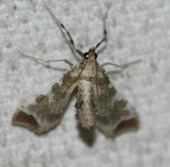 Leucinodes cordalis