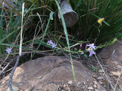 Caesia calliantha