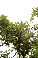 Erythrina lysistemon