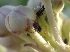 Crematogaster
