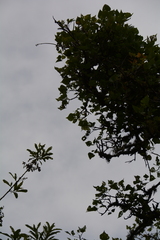 Erythrina lysistemon