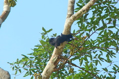 Callosciurus prevostii