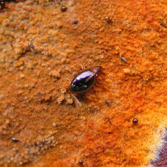 Scaphisoma agaricinum