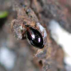 Scaphisoma agaricinum