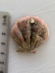 Notochlamys hexactes