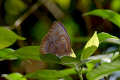 Arhopala centaurus