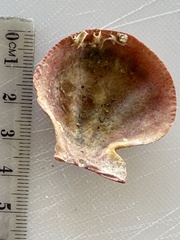 Notochlamys hexactes