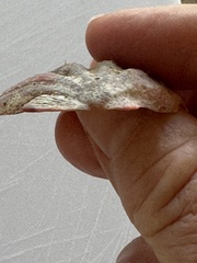 Notochlamys hexactes