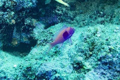 Pseudanthias pleurotaenia
