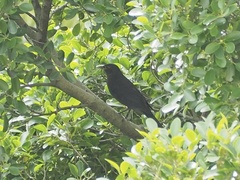 Turdus mandarinus