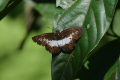 Seseria sambara
