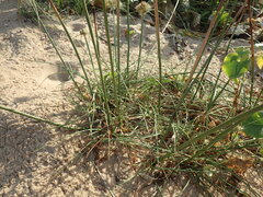 Cyperus crassipes image