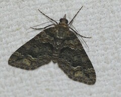 Crasilogia gressitti