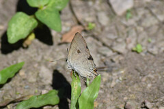 Hypolycaena erylus