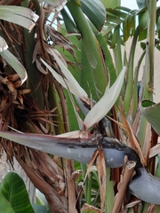 Strelitzia nicolai