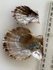 Scaeochlamys livida