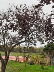 Prunus cerasifera pissardii