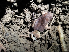 Katak-Lengket Kecil photo 2