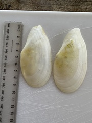 Tellinidae