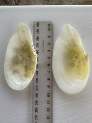 Tellinidae