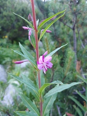 Chamaenerion angustifolium