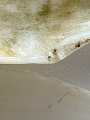 Tellinidae