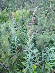 Chamaenerion angustifolium