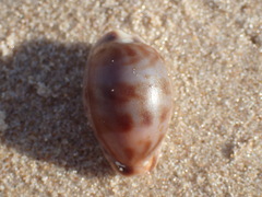 Zonaria