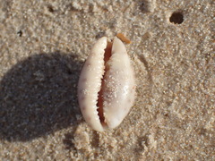 Zonaria