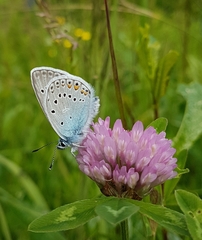 Polyommatus amandus