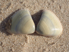 Tellinoidea