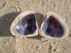 Tellinoidea