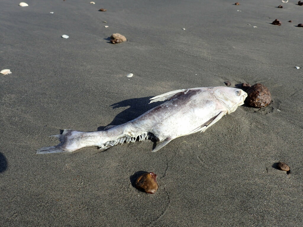 Smoothmouth Sea Catfish