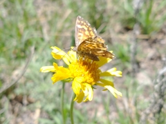 Gaillardia megapotamica