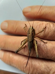 Alfredectes semiaeneus
