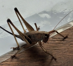 Alfredectes semiaeneus