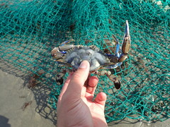 Callinectes pallidus