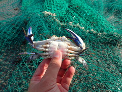 Callinectes pallidus