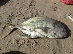 Caranx fischeri