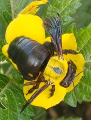 Xylocopa pubescens