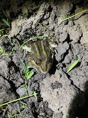 Leptodactylus luctator