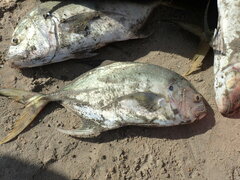 Caranx fischeri