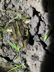 Leptodactylus luctator