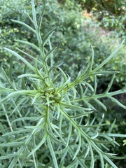 Cirsium ciliatum