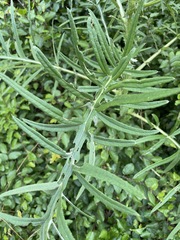 Cirsium ciliatum