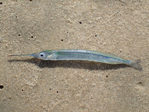 African halfbeak (Hyporhamphus picarti) — Hemiramphidae — 2