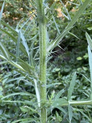 Cirsium ciliatum