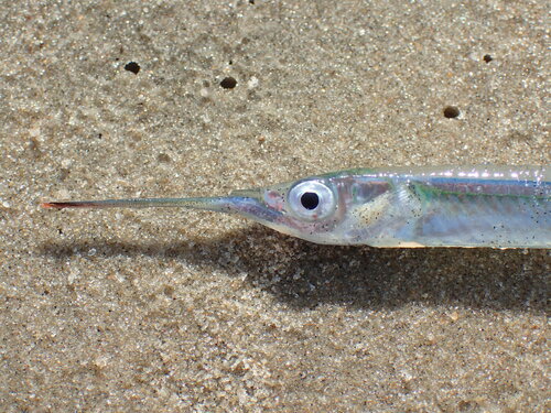 African Halfbeak