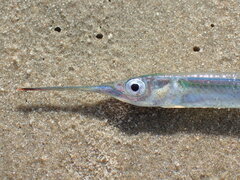 African Halfbeak photo 3