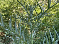 Cirsium ciliatum
